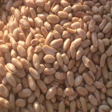 peanut kernel for butter